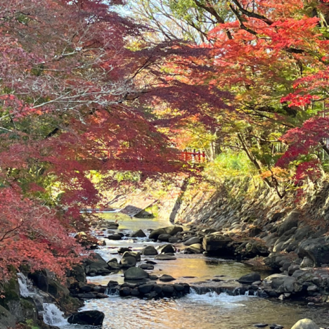 Explore New Year’s activity in Japan！