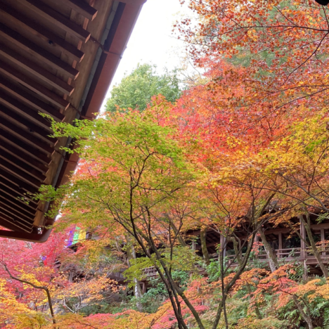 Journey into the Heart of Japanese Spirituality: Explore Mount Koya