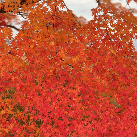 Discover the Magic of Kyoto in Summer — A Cool Escape into Timeless Beauty