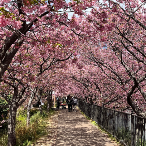 Unveiling Japan 2026: Hidden Retreats and Timeless Seasons