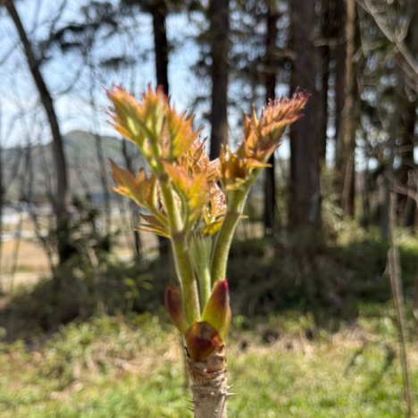 A Journey Through Early Spring on the Izu Peninsula